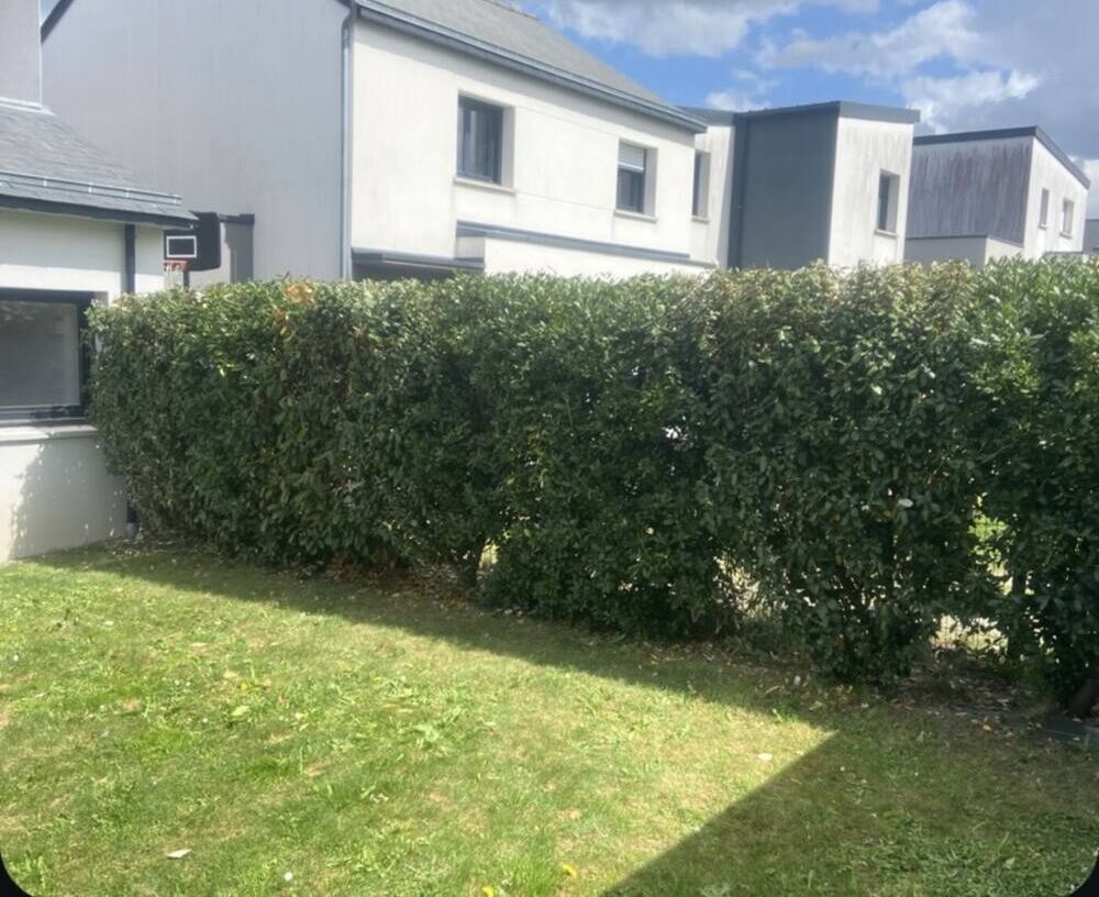 Haie parfaitement taillée après intervention de TMD Paysage