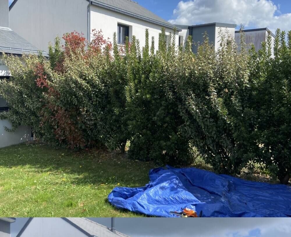 Haie non entretenue avant intervention